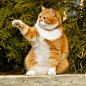 招财猫 IG:cute_ginger_cat #橘猫##大橘# ​​​​