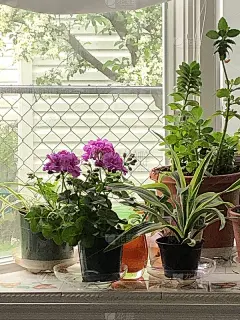 飘窗满花5
