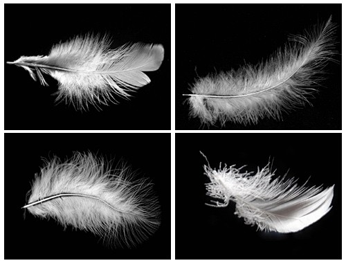 黑底白色羽毛高清图片素材ps饭团网