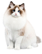 布偶猫1