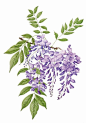 wisteria violeta común: 
