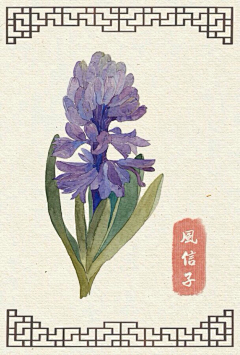 张宜玮采集到风信子