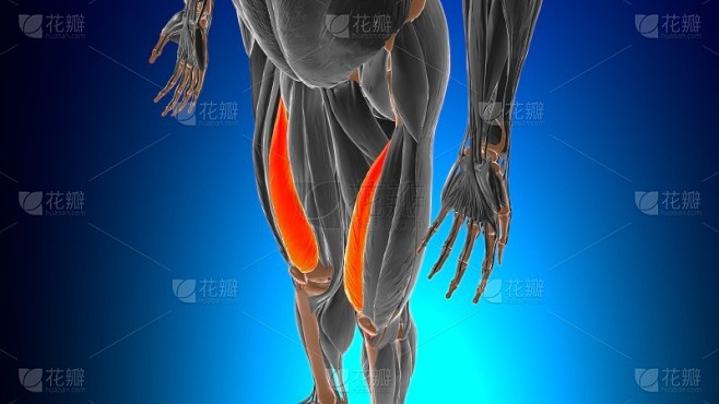股内侧肌解剖医学概念3D