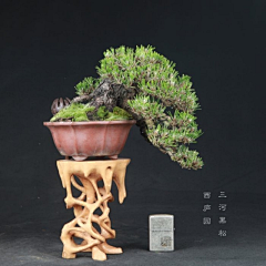 眼角間、劃諾丶沒落采集到微景 Micro scene