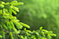 针叶林-背景是明亮的云杉树枝，采集于Macdown.com预览图，超清原图请到Macdown下载。热带雨林，深林世界，野外，森林，大自然的美，热带雨林里的美景