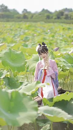 莲花塘 莲花 美女  4k电脑壁纸 4k手机壁纸非凡壁纸精选