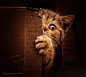 Photograph Who wants to play hide and seek by Dalia Fichmann on 500px