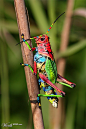 学名Rainbow grasshopper。Insects and Things / Colored Grasshopper