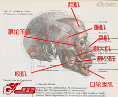 Liuuneng-JF采集到结构-头