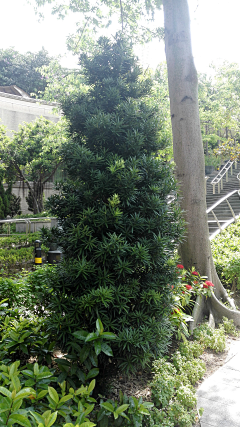Mr/Mrs采集到植物简介