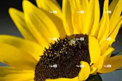 蜜蜂 昆虫 授粉 花 美丽的花朵 花卉背景 花壁纸 飞虫 翅膀