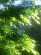 This may contain: sunlight shining through the leaves of a tree