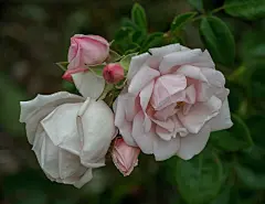 玫瑰花高清摄影素材