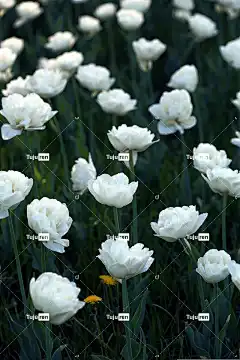 蝴蝶 自然 昆虫 美丽的壁纸 翅膀 夏天 背景 动物 投标 花