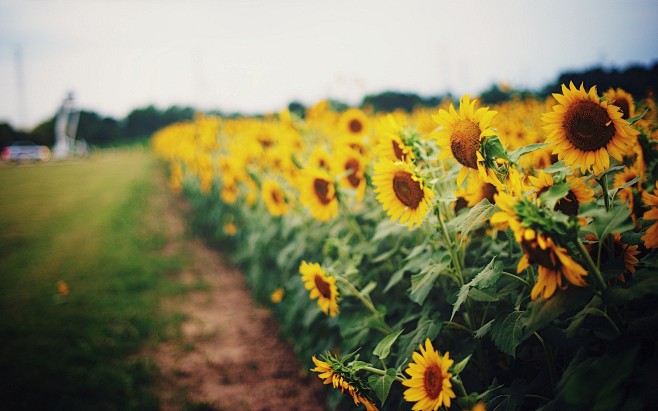 depth of field flowe...