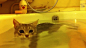 d3e0b3556c95be4a0688bda7330579979233.gif (480×270)