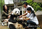 熊猫志愿者活动 的图像结果