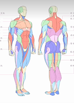 zl5KSsxj采集到人体比例体态