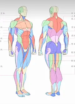 三张图让你快速理解：人体透视比例，体块和肌肉结构～_哔哩哔哩_bilibili-花瓣网