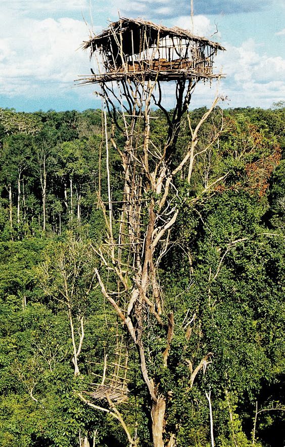 Tree house.  Don't t...