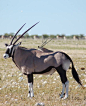 偶蹄目·反刍亚目·牛科·马羚亚科：南非剑羚