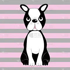 波士顿猎犬,可爱的,条纹,纯种犬,纺织品,匈牙利,女婴,狗,小的,动物