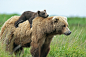 Animal, Animals, Baby Animal, Baby Animals, Bear, Bears, Brown Bear, Cub, Cubs, Love wallpaper preview