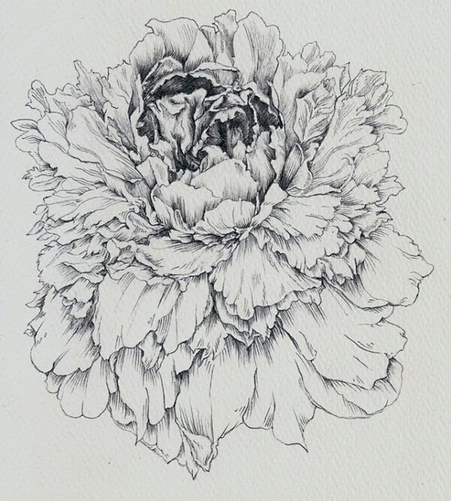 黑白 线稿 花 手绘 装饰画