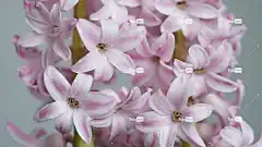 花朵 自然 花卉背景 风信子 花壁纸 粉色的 开花 贺卡 静物