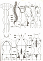 #SAI资源库# 骨骼结构绘画参考，自己收藏，转需~