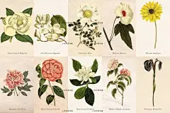 复古植物花卉手绘漫画素描水彩插画绘画PNG设计临摹素材18-淘宝网