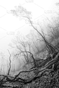 黑白森林景观