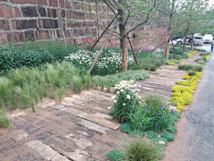 hm2005采集到乡村景观植物
