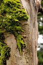 moss on the apple tree. curious tangles.