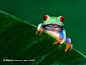 芭蕉叶上的青蛙摄影素材
