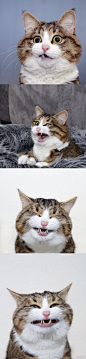 表情超级丰富的猫猫，太可爱了每一张都能做表情包(ins:rexiecat) ​​​​
