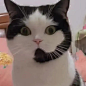 客服猫
