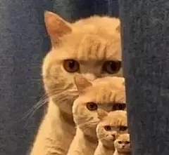 网红猫咖喱表情包，咖喱给给～ ​​​​