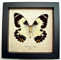 Papilio Euchenor Euchenor male Frilled Butterfly | Real Butterfly Gifts Framed Butterflies and Insect Displays