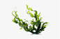kelp-seaweed-kelp-seedling-highlighted-white-background-generative-ai-illustration_137321-3502