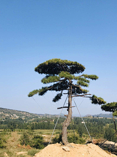 ▍丶采集到植物