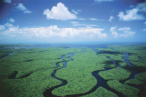 Florida everglades