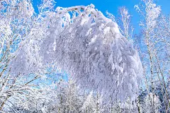 冬天的森林，树木被雪覆盖。