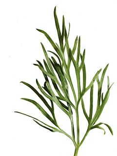 an_521采集到成分/植物