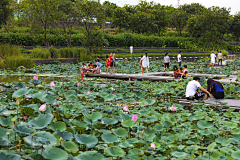 过去11采集到湿地