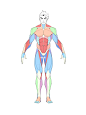 男性肌肉结构怎么样画？分享一组三视图