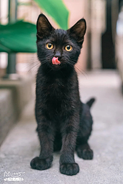 茶丸采集到黑猫