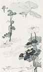 00795-2044234854-A lotus flower,An ink painting with a lotus flower as the theme,Landscape painting, Lotus heads, lotus leaves,gongbi,