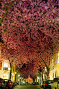 Cherry Blossoms, Bonn, Germany
photo by adas