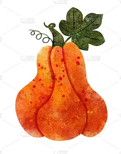 橙色纹理的大水彩南瓜叶。插图的秋天传统蔬菜孤立在白色。短的绿色茎，有叶。感恩节、万圣节、秋天象征装饰